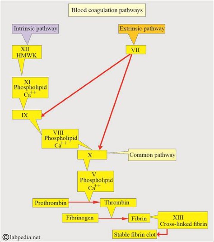 How does calcium affect coagulation