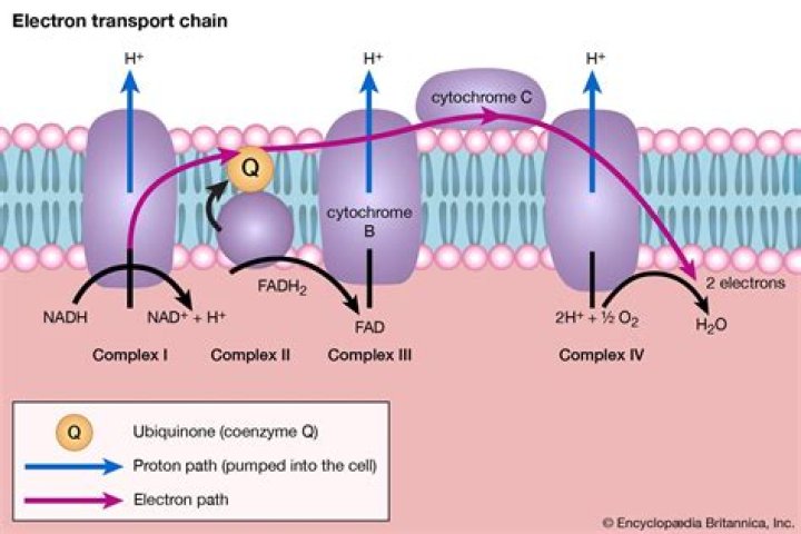 How does cytochrome c shuttle electrons between complexes III and IV