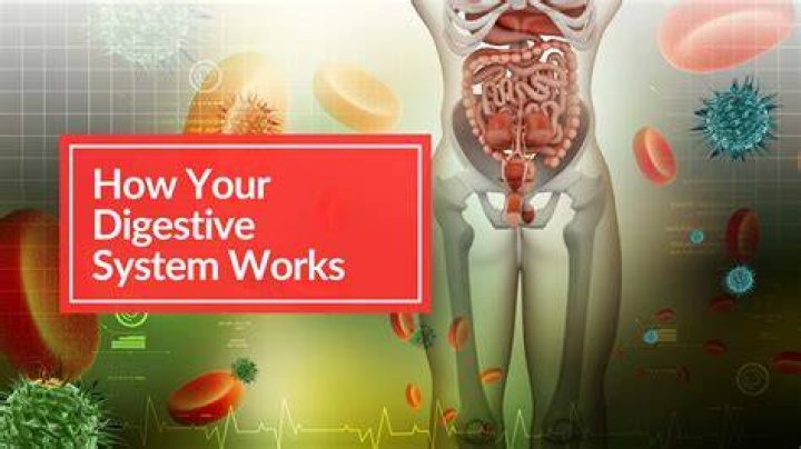 How does digestive system work without gallbladder