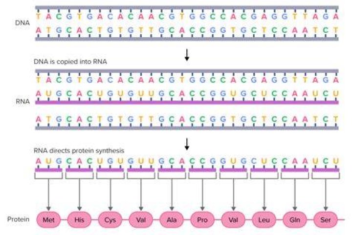 How does DNA code for proteins in a cell quizlet