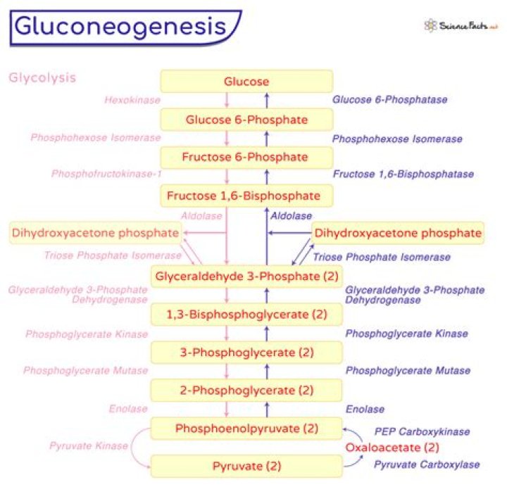 How does glucagon activate gluconeogenesis
