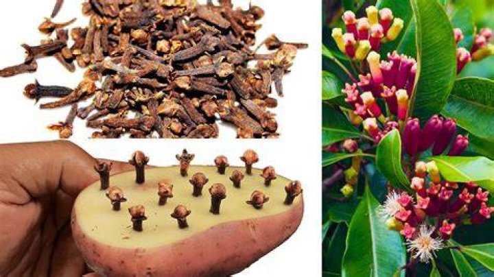 How does ground cloves help a toothache