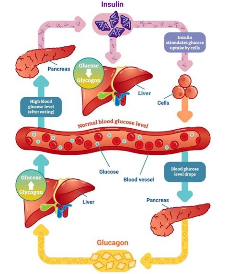 How does high blood sugar damage cells