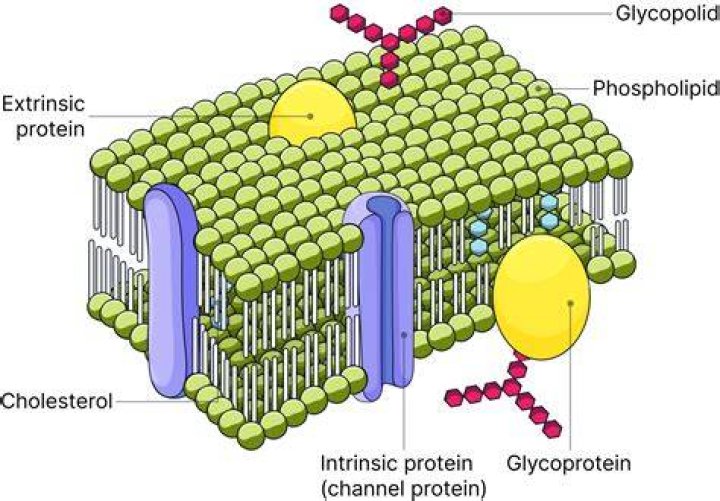 How does lipids being Amphipathic affect the cell membrane