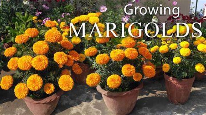 How does marsh marigold spread