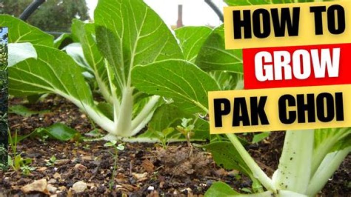 How does pak choi grow