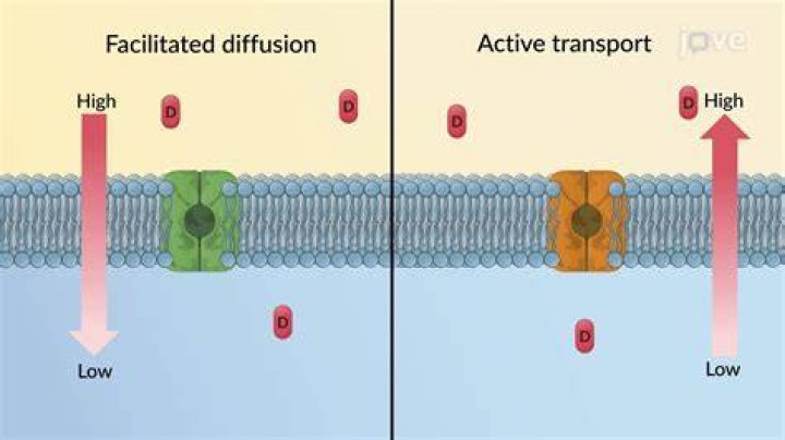 How does ph affect active transport