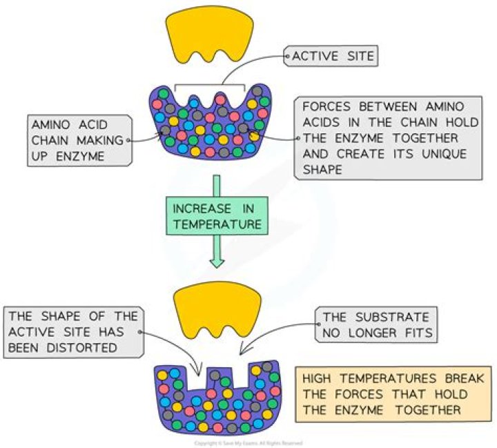 How does pH affect catalase enzyme activity