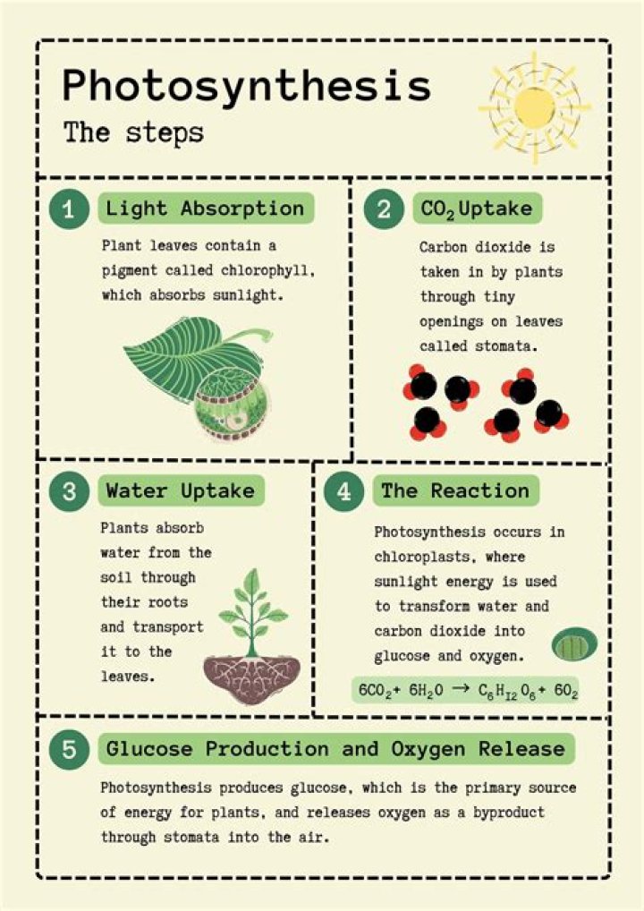 How does photosynthesis work Khan Academy
