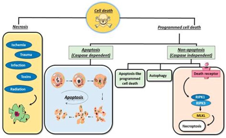 How does programmed cell death work