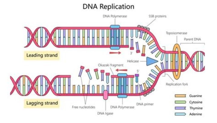 How does replication of DNA occur