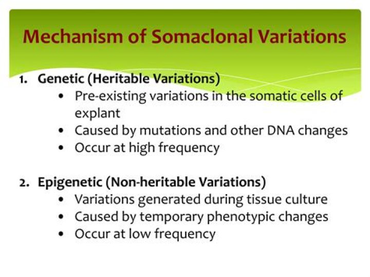 How does somaclonal variation occur
