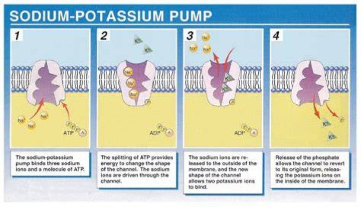 How does the ATPase pump work