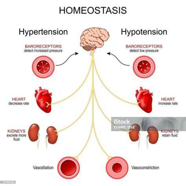 How does the brain control blood pressure