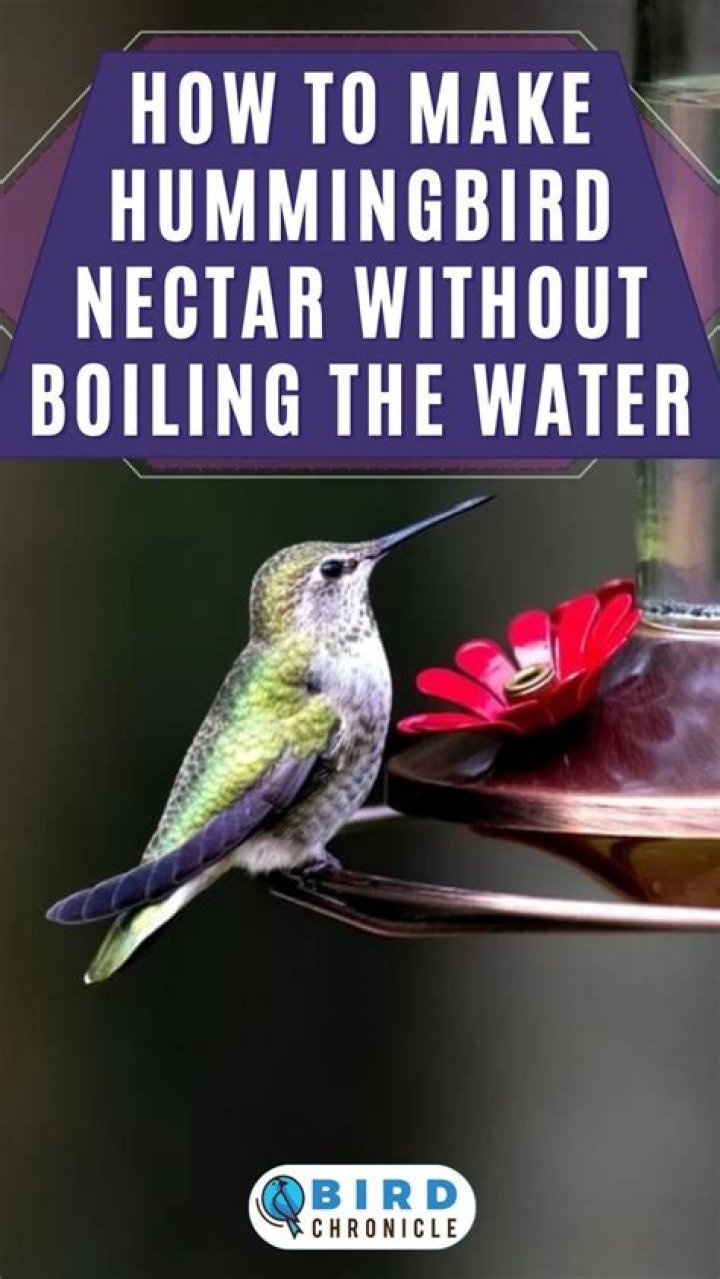 How does the hummingbird eat