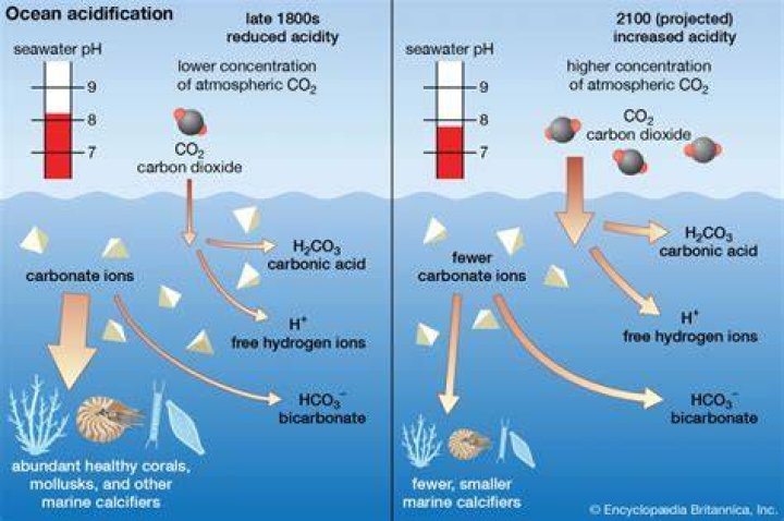 How does the increase and decrease in pH affect oysters