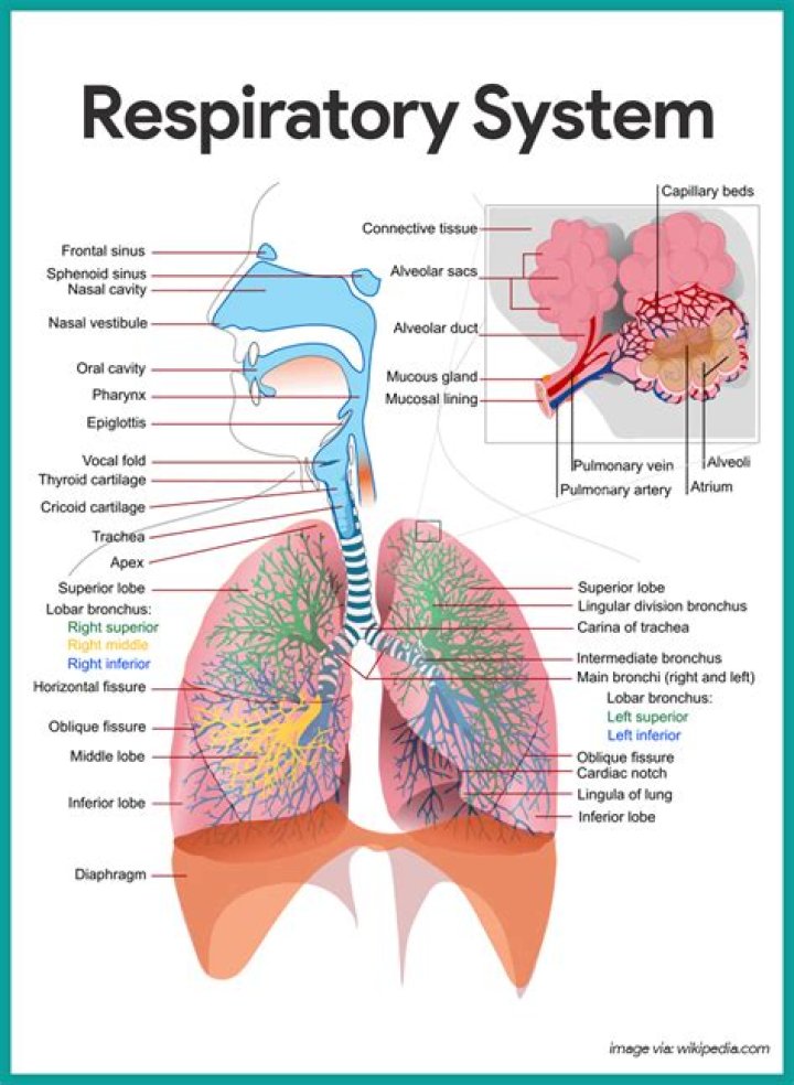 How does the respiratory system help you smell