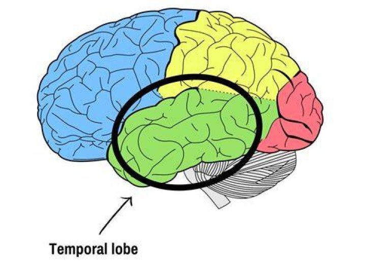 How does the temporal lobe affect behavior