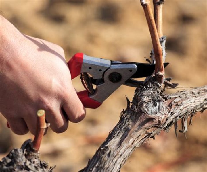 How far back do you prune grape vines
