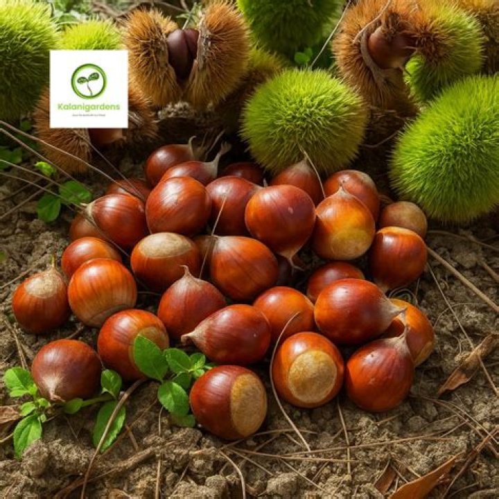 How fast do Dunstan Chestnuts grow