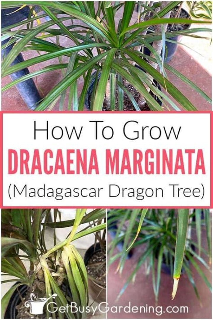 How fast does a dracaena marginata grow