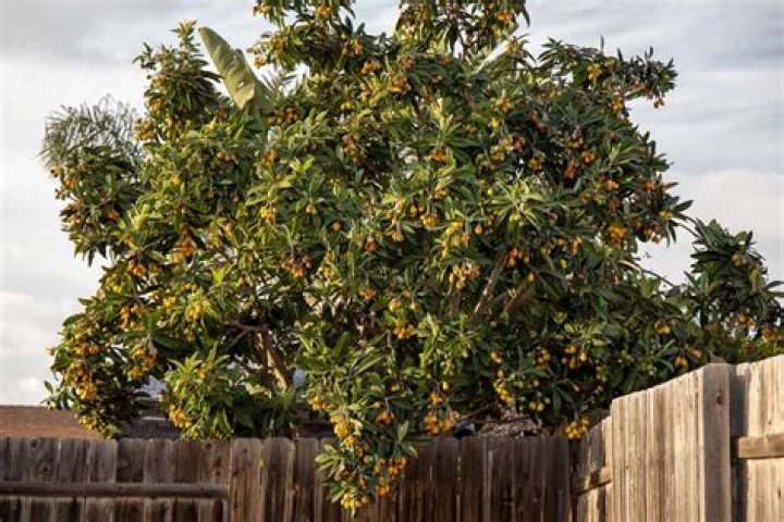 How fast does a loquat tree grow