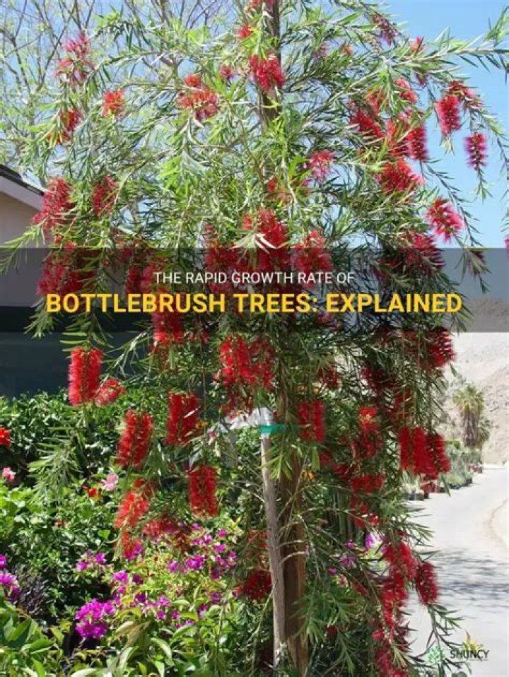 How fast does bottlebrush tree grow