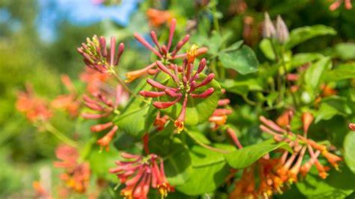 How fast does coral honeysuckle grow