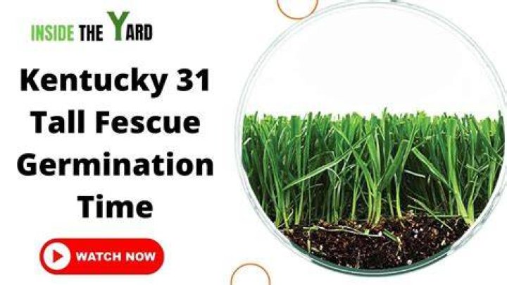 How fast does Kentucky 31 grow