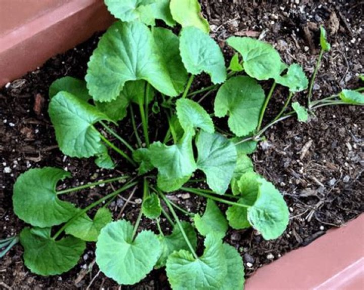 How fast does pennywort grow