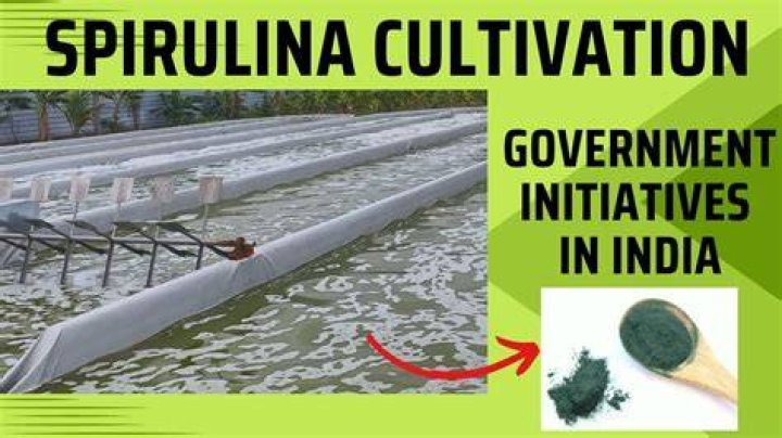 How fast does spirulina grow