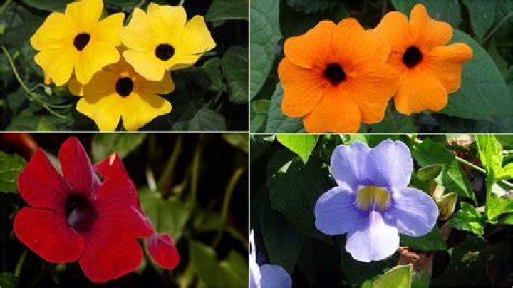 How fast does Thunbergia grow