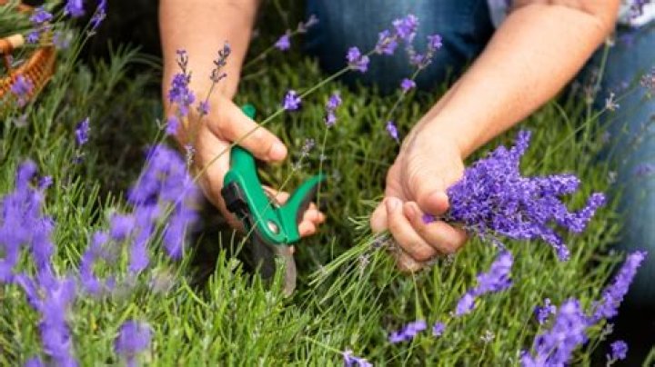 How hard can you cut back lavender
