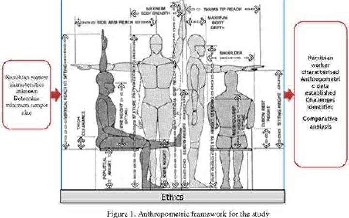 How is anthropometric data used in design