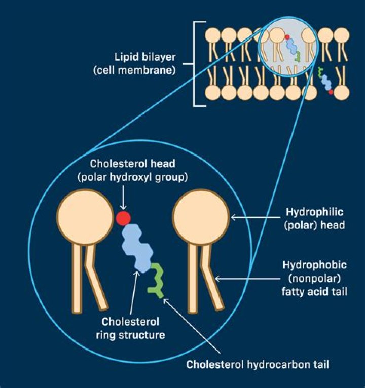 How is cholesterol oriented in the membrane