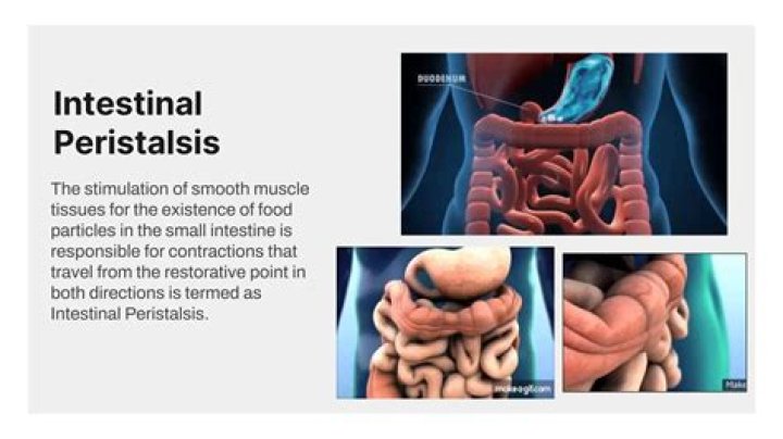 How is peristalsis controlled