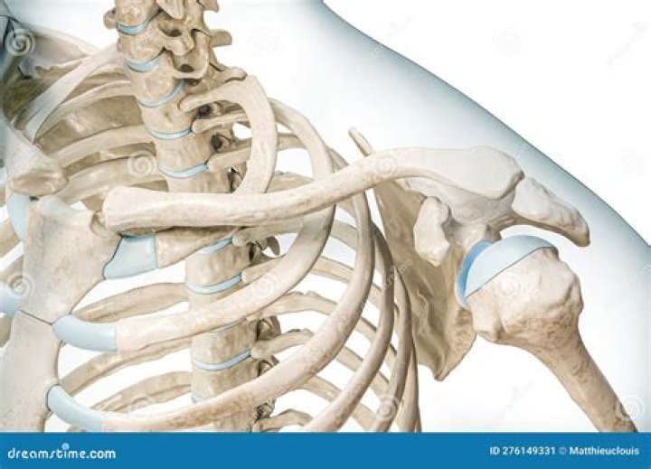 How is the collar bone attached