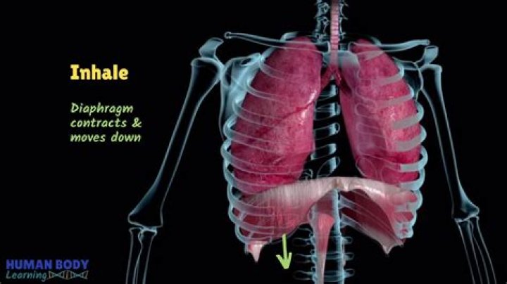 How is the diaphragm innervated