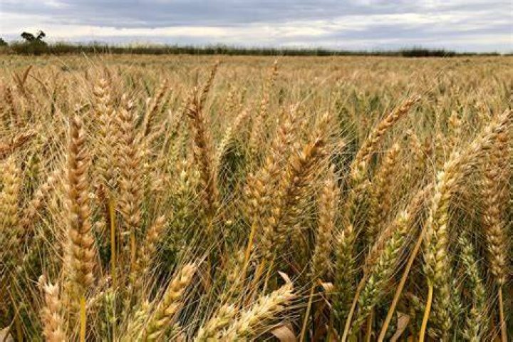 How is wheat packaged
