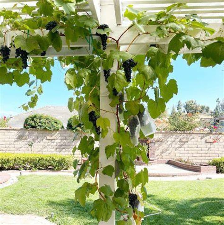 How long can a grape vine grow