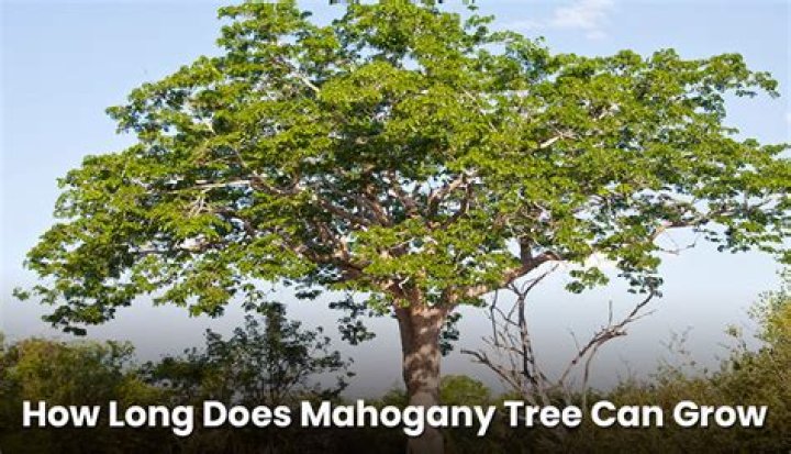 How long can a mahogany tree live