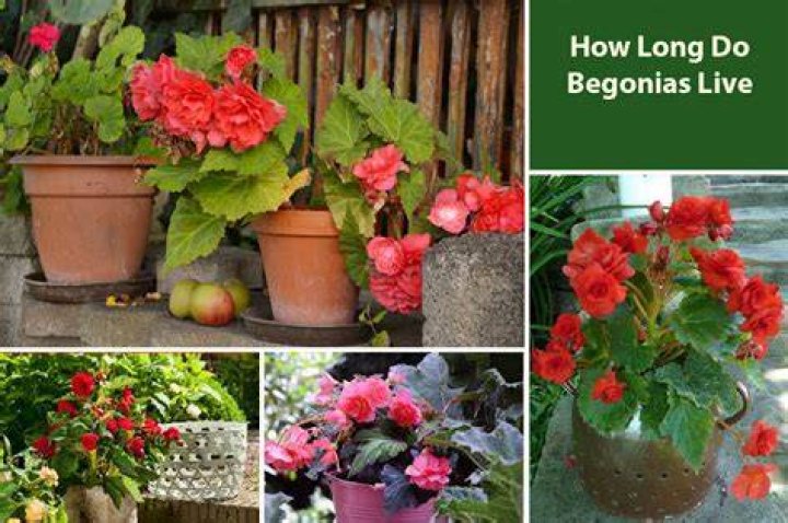 How long do begonias live outside