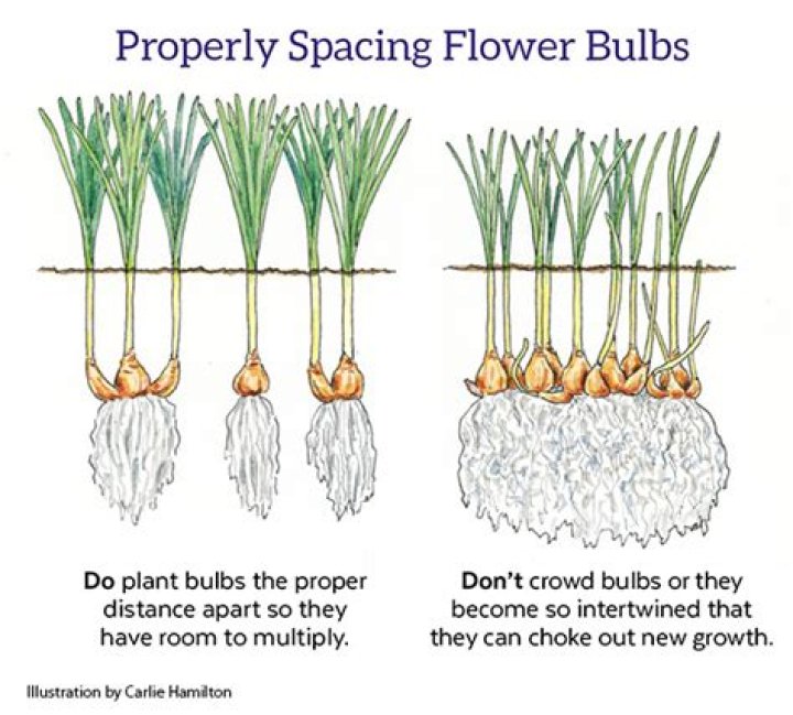 How long do bulbs last if not planted