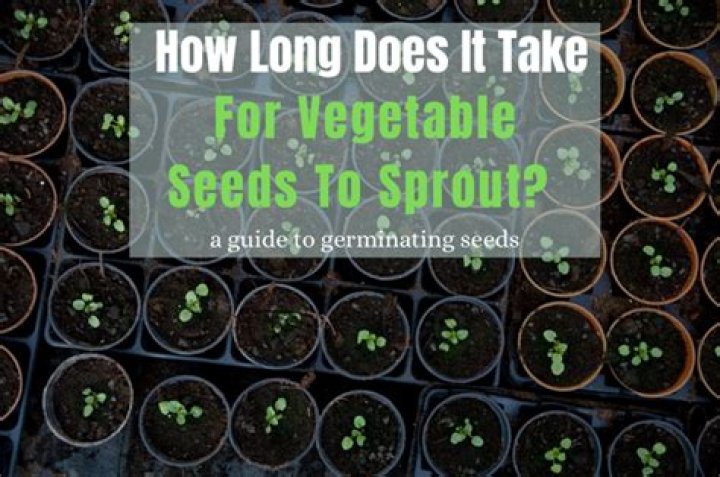 How long do cabbage seeds take to germinate
