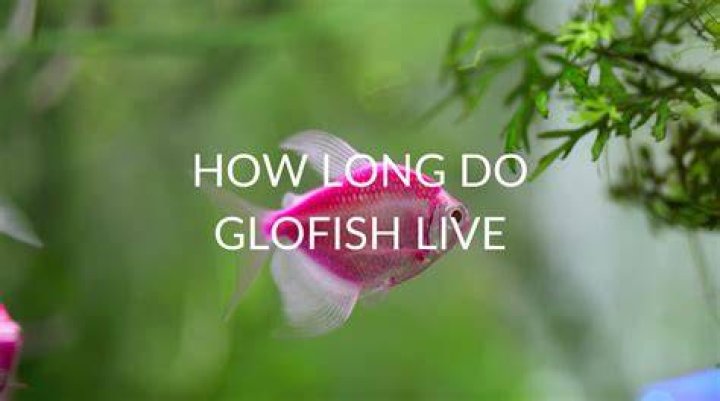 How long do Danio GloFish live