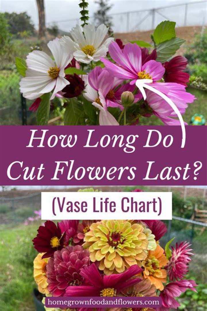 How long do fall flowers last