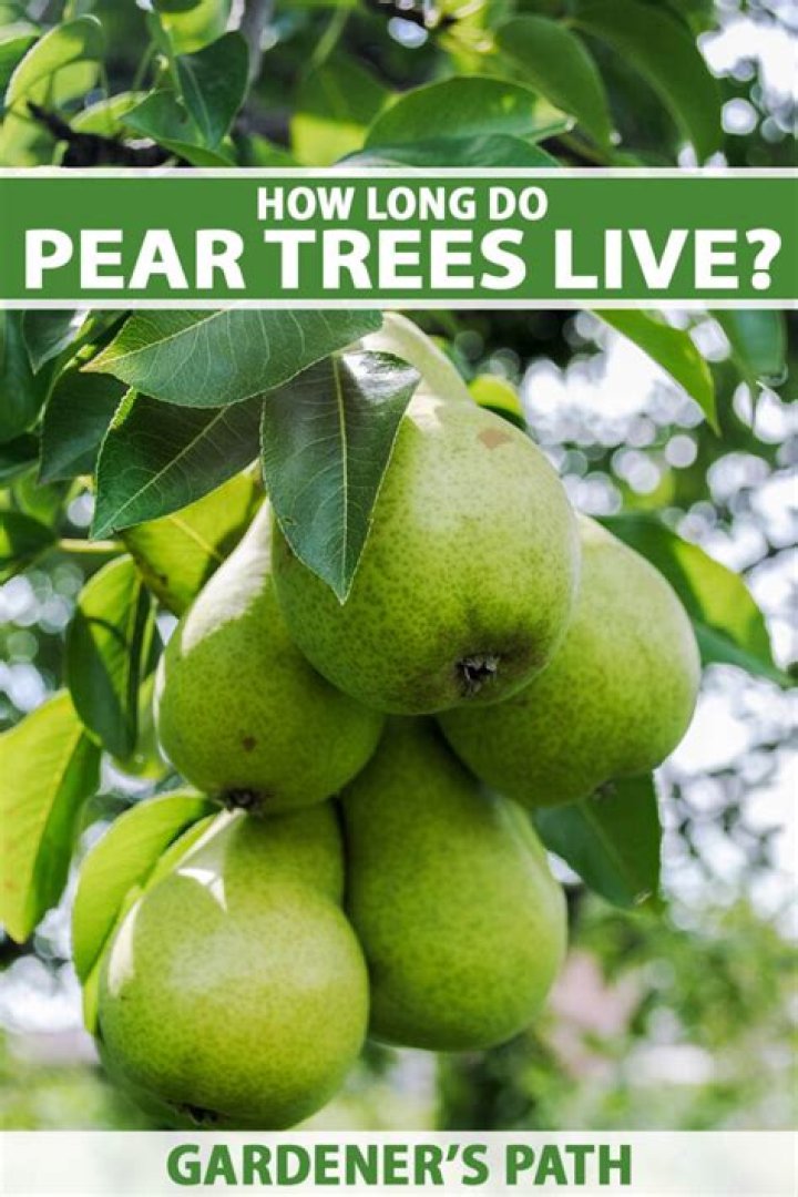 How long do flowering pear trees live