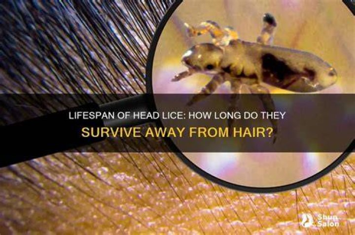 How long do head lice live