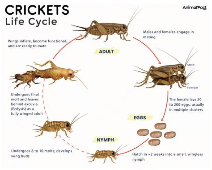 How long do mole crickets live