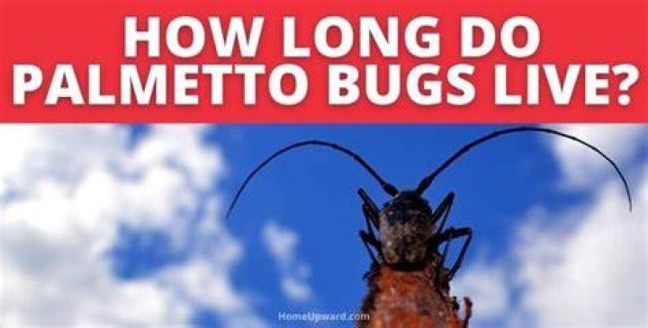 How long do palmetto bugs live